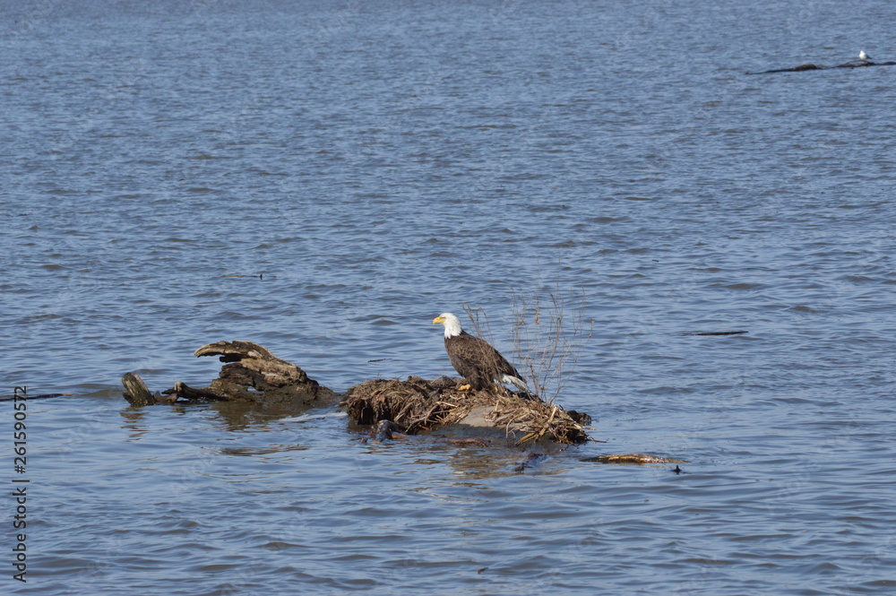 Eagle on the river Eagle on the river