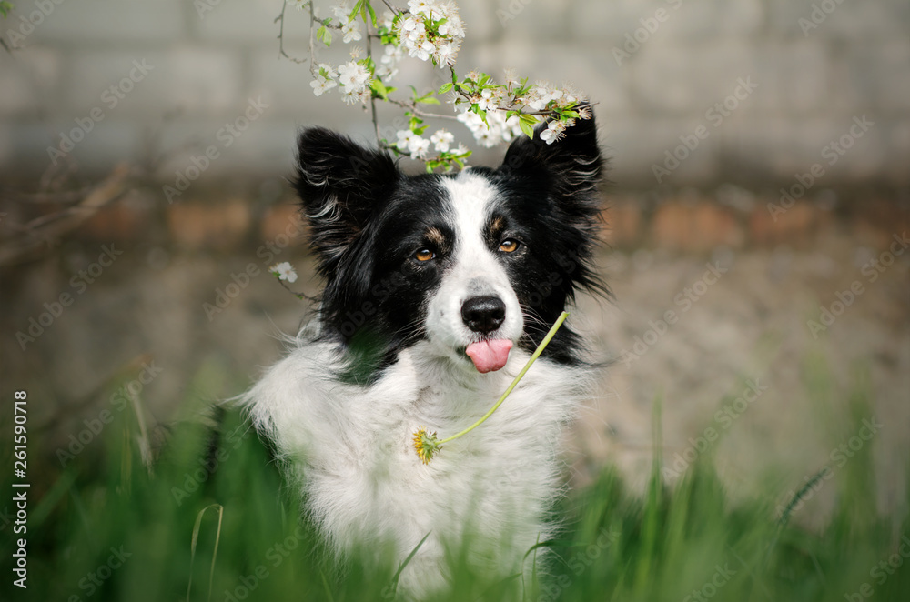 border collie dog fun spring walk beautiful funny portrait