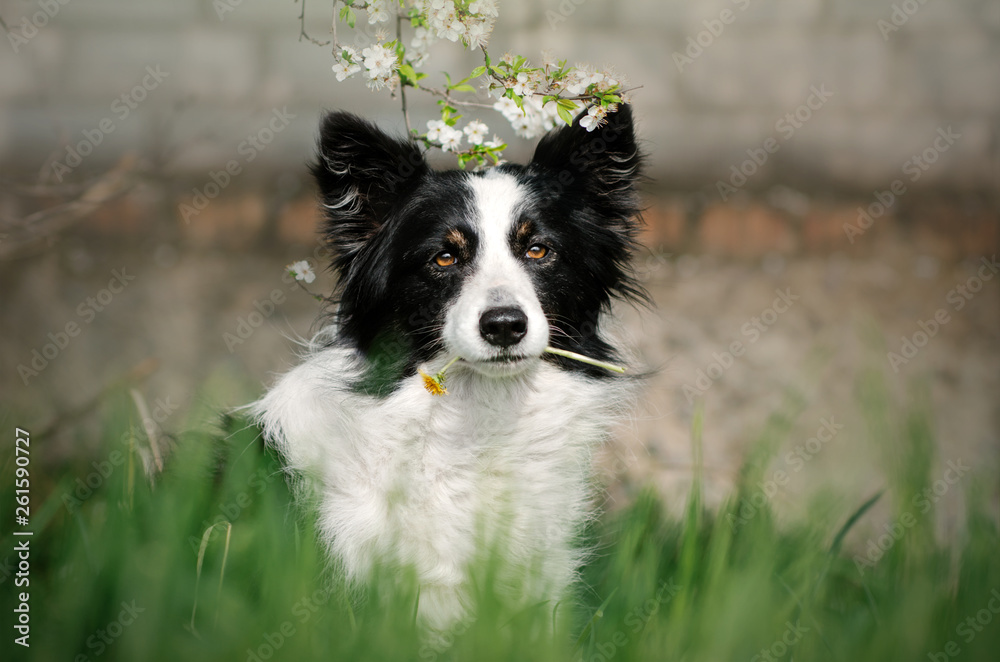 border collie dog fun spring walk beautiful portrait