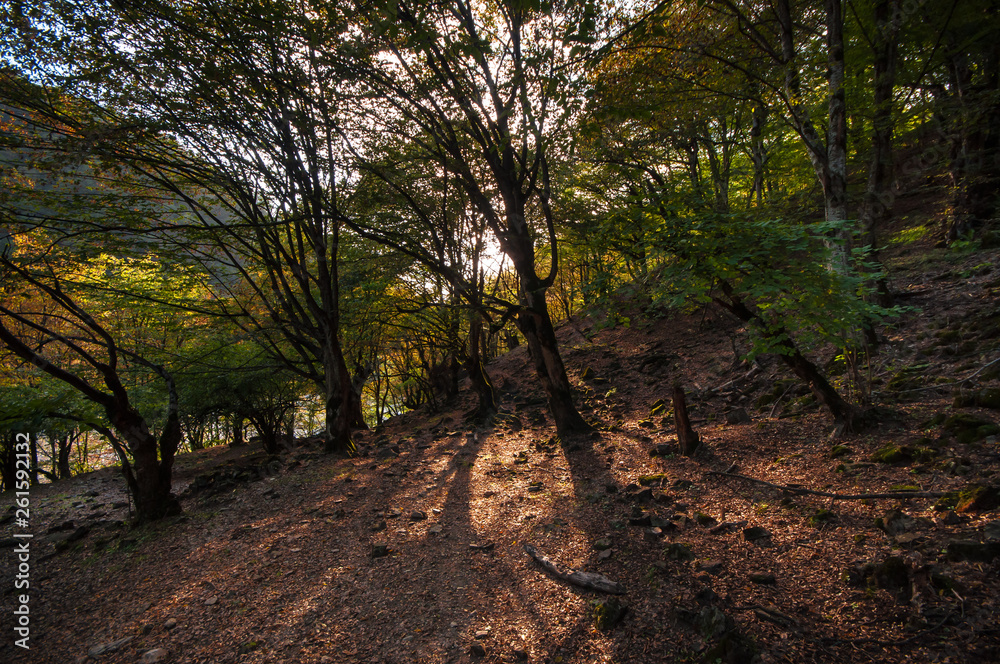 Obraz premium Autumn forest in sunset light. Beautiful nature background. Beautiful forest landscape, bright sunlight makes its way through the trunks of pines, amazing sunset