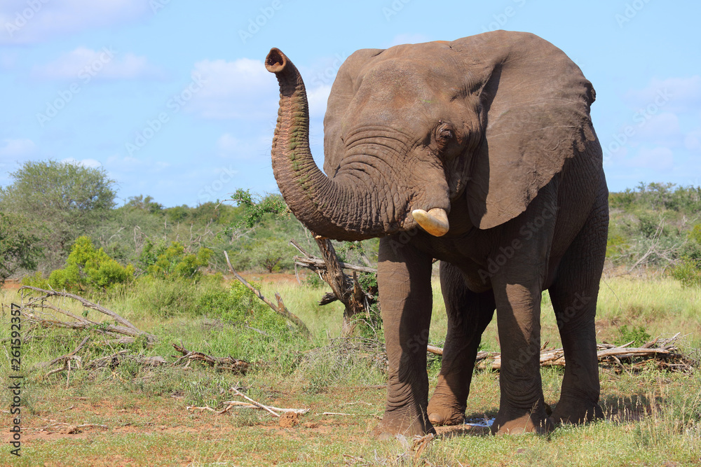 Obraz premium Afrikanischer Elefant / African elephant / Loxodonta africana