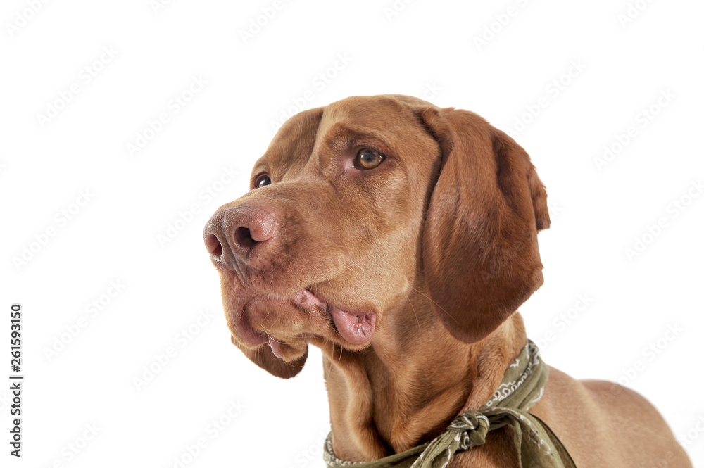 Portrait of an adorable magyar vizsla with green kerchief looking curiously