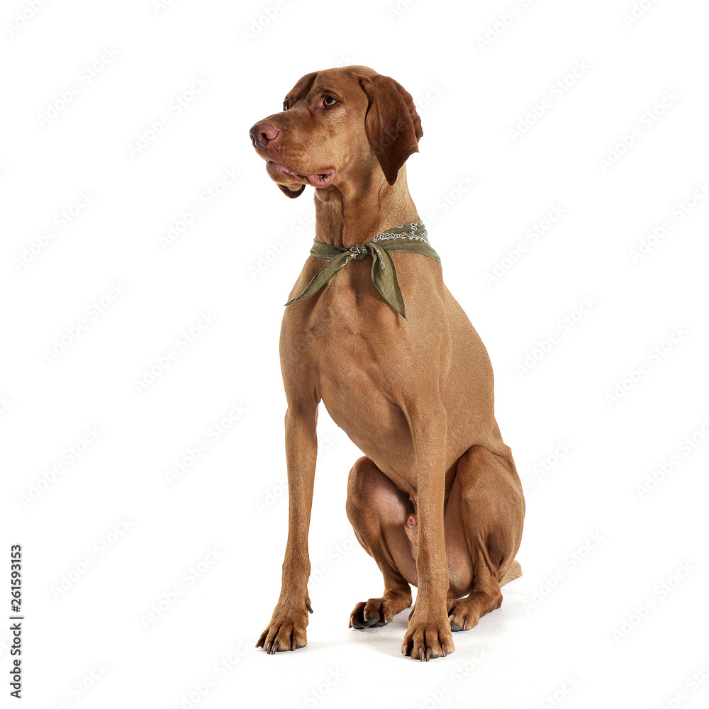 An adorable magyar vizsla with green kerchief sitting on white background An adorable magyar vizsla with green kerchief sitting on white background