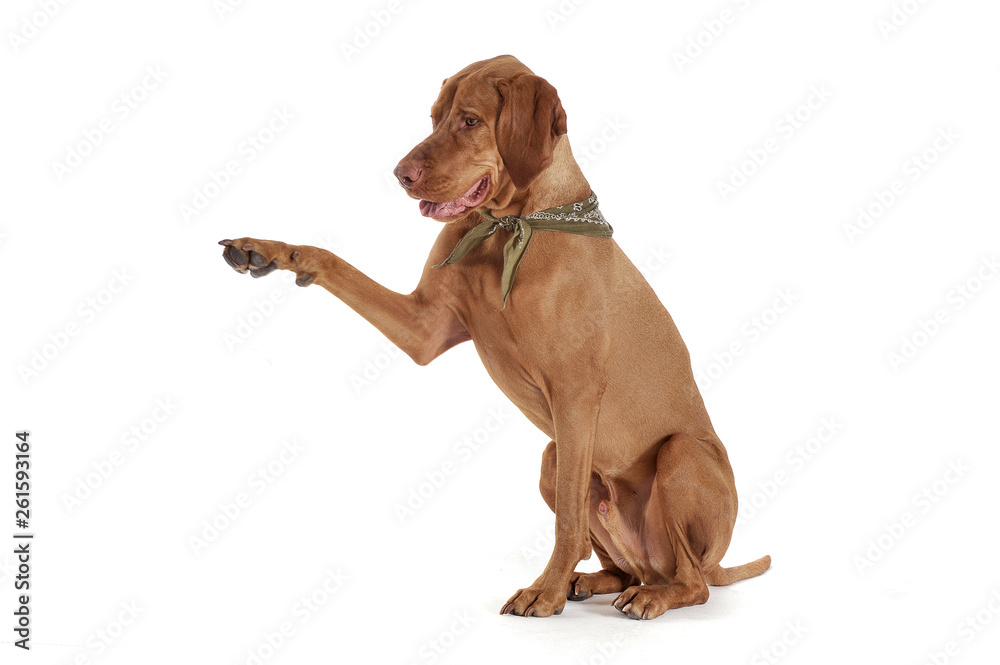 Studio shot of an adorable magyar vizsla with green kerchief lifting his front leg