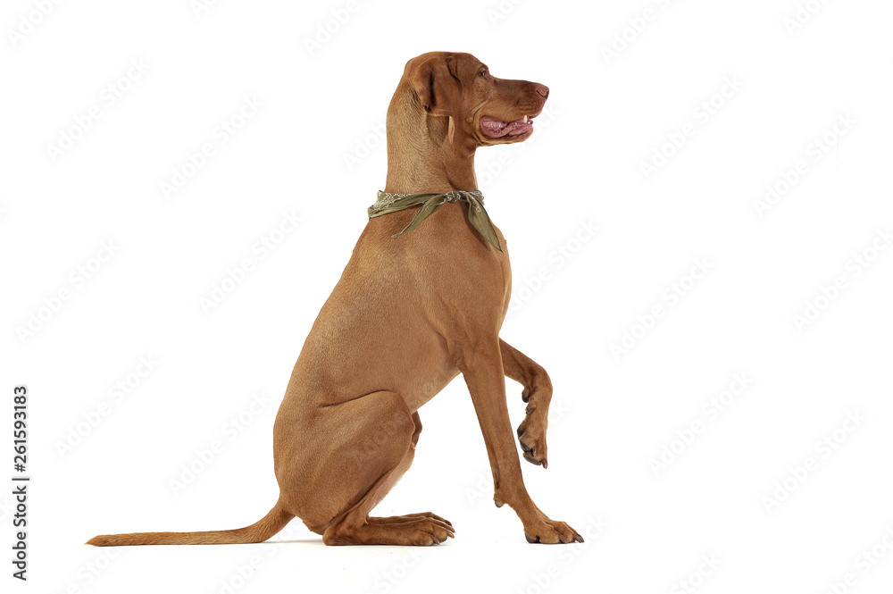 Studio shot of an adorable magyar vizsla with green kerchief lifting his front leg