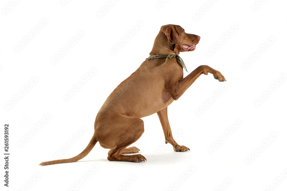 Studio shot of an adorable magyar vizsla with green kerchief lifting his front leg Studio shot of an adorable magyar vizsla with green kerchief lifting his front leg