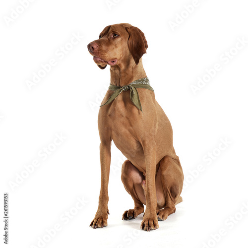 An adorable magyar vizsla with green kerchief sitting on white background