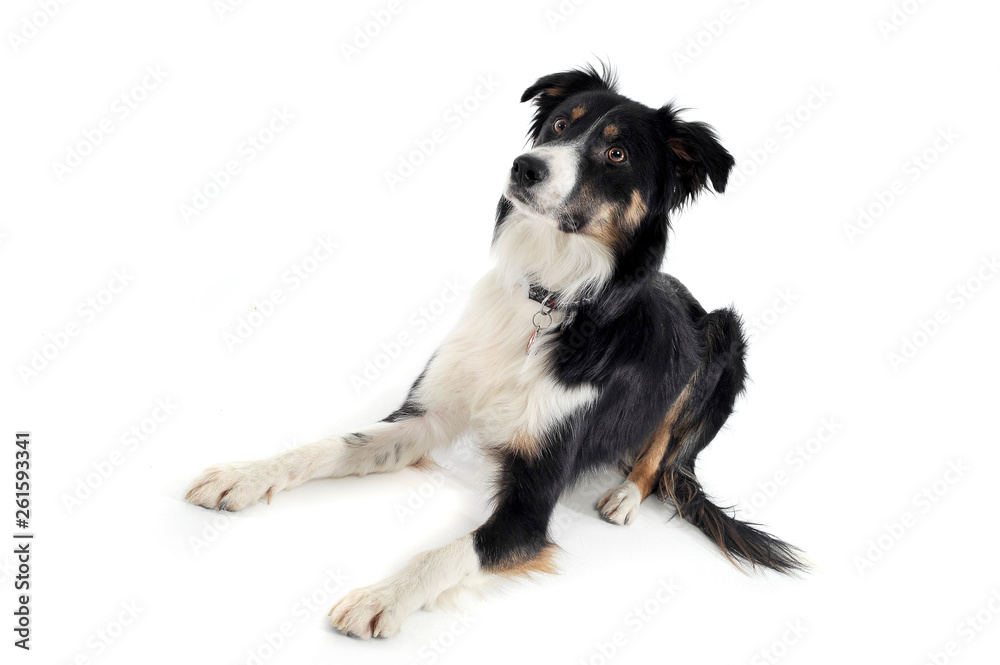 Studio shot of an adorable shepherd dog looking curiously Studio shot of an adorable shepherd dog looking curiously