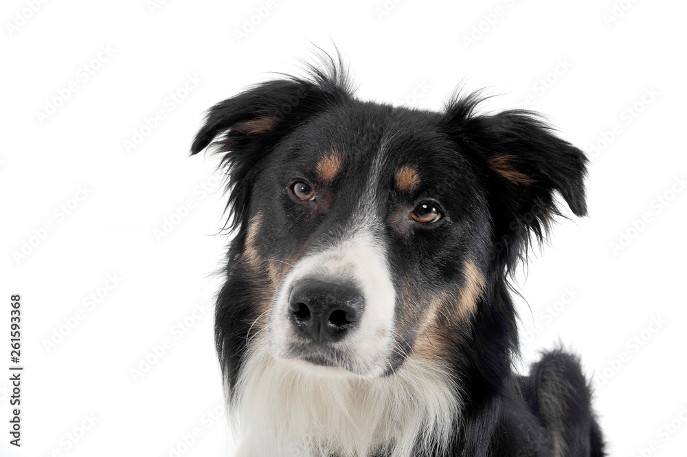 Portrait of an adorable shepherd dog looking curiously at the camera