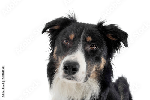 Portrait of an adorable shepherd dog looking curiously at the camera