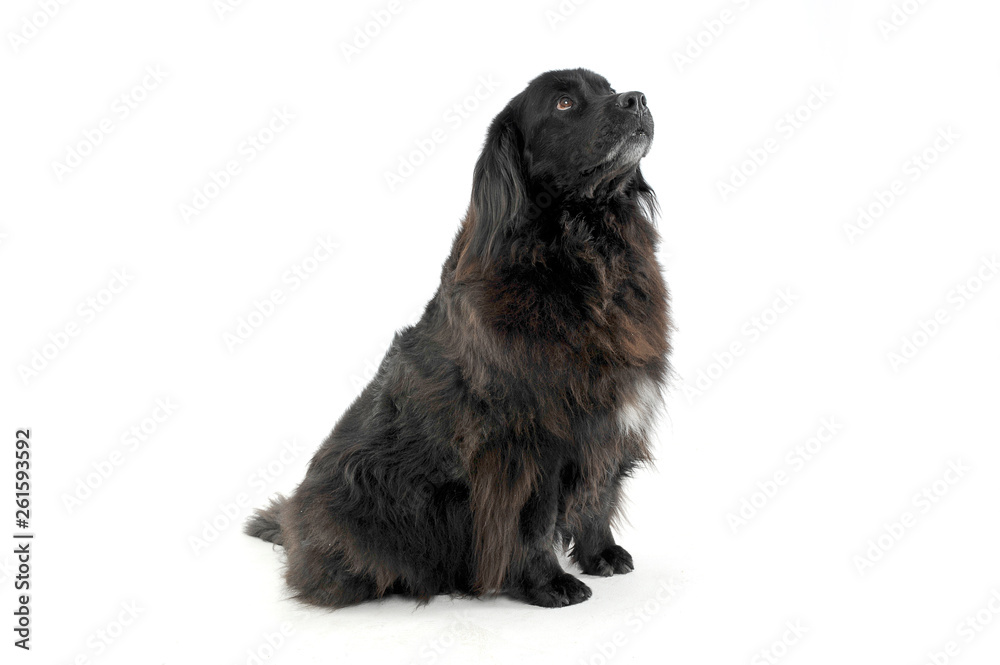Studio shot of an adorable Newfoundland looking up curiously Studio shot of an adorable Newfoundland looking up curiously