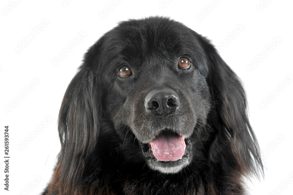 Portrait of an adorable Newfoundland looking curiously at the camera Portrait of an adorable Newfoundland looking curiously at the camera
