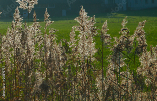 common reed in backlight