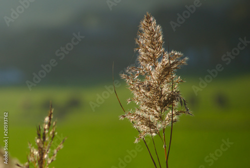 common reed in backlight