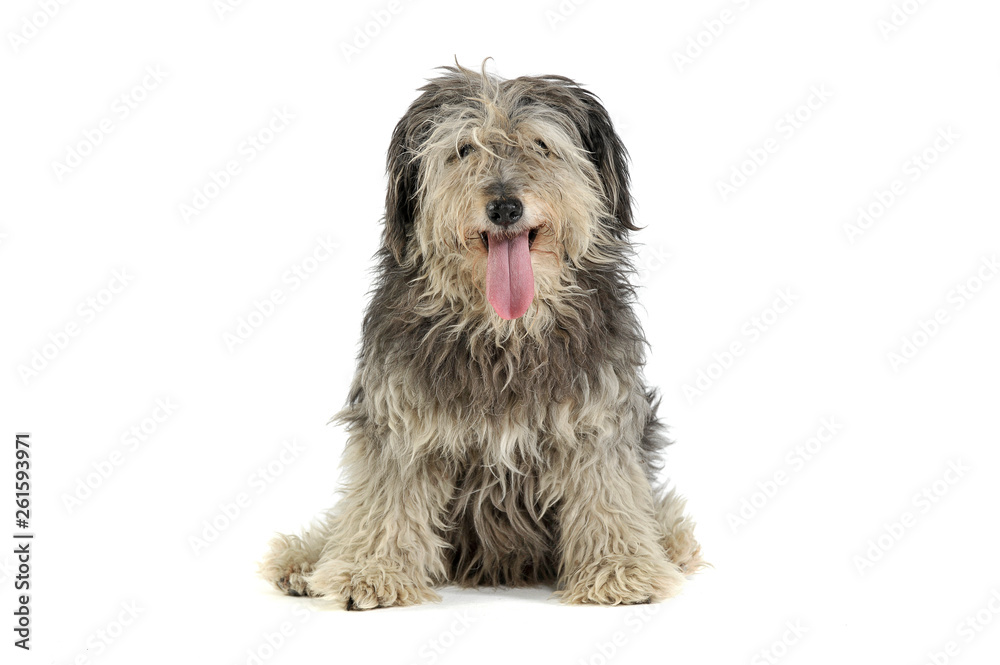 Studio shot of an adorable Tibetan Terrier with hair covering eyes looking satisfied