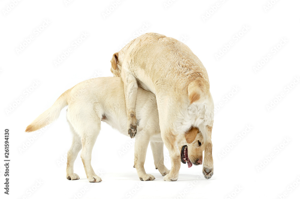 Fototapeta premium Studio shot of two adorable Labrador retriever looking satisfied