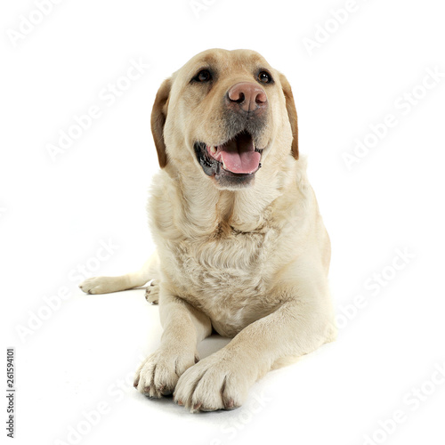 Studio shot of an adorable Labrador retriever looking satisfied