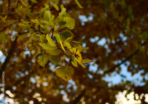 Yellow autumn birch leafs closeup