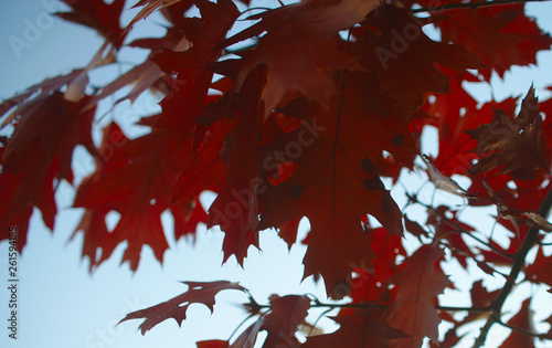 autumn red maple leaves on tree against light blue sky