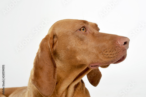 Portrait of an adorable magyar vizsla looking curiously