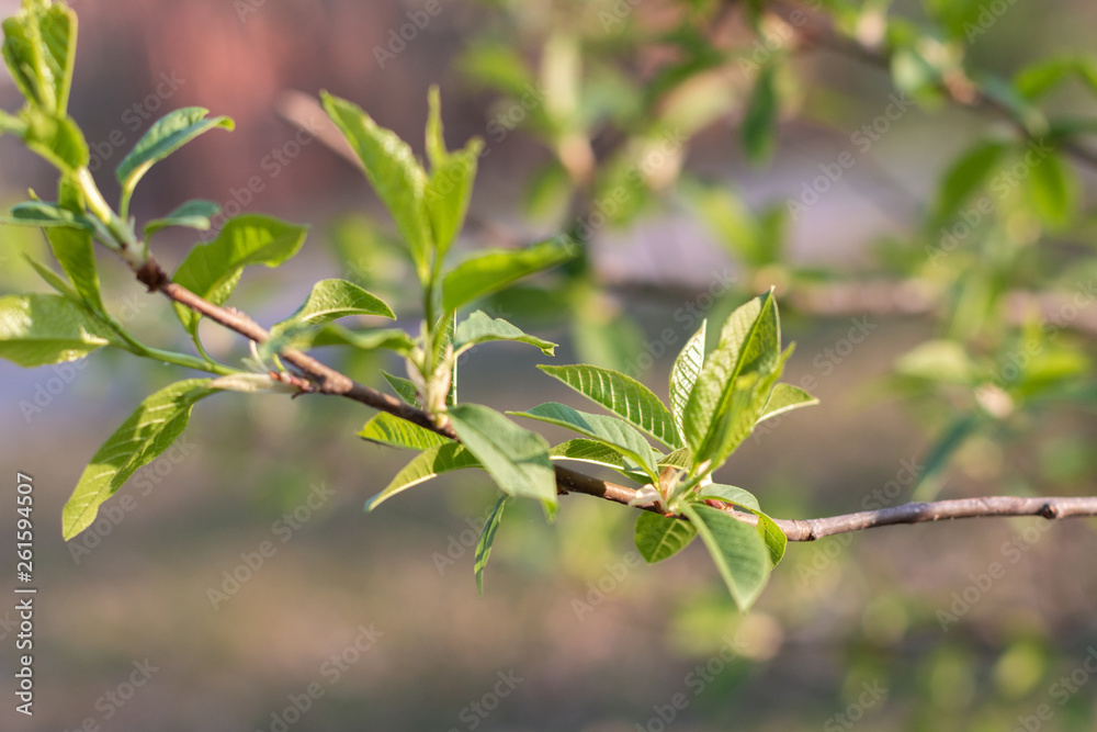 Spring blossom tree background Spring blossom tree background