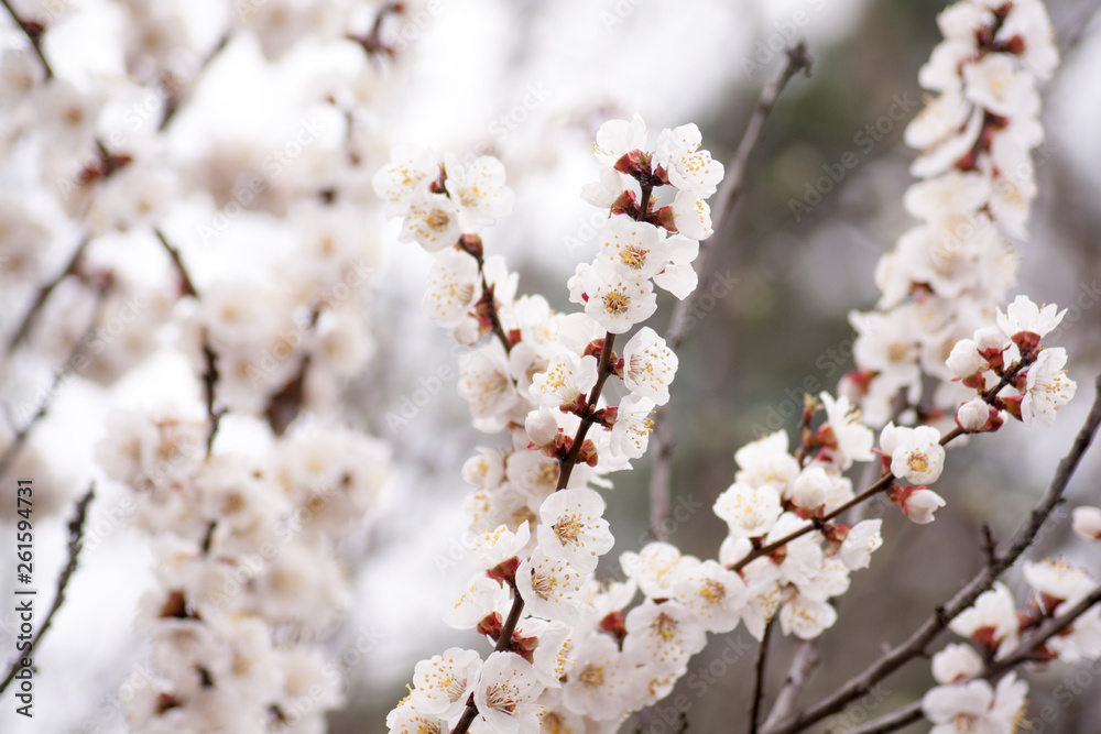 Fototapeta premium cherry tree blossom