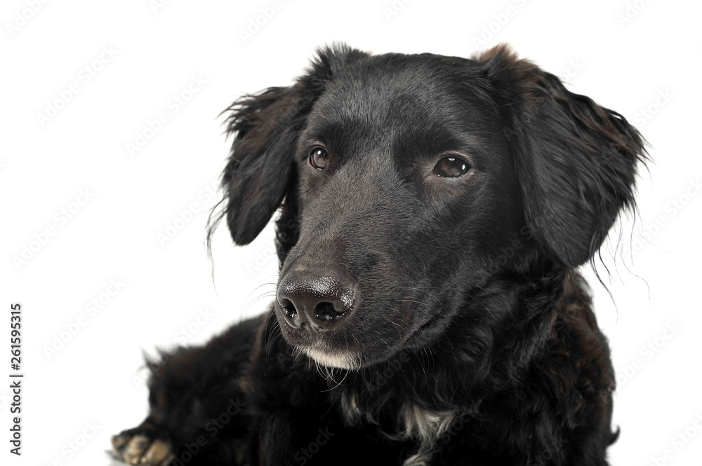Portrait of an adorable mixed breed dog looking satisfied Portrait of an adorable mixed breed dog looking satisfied