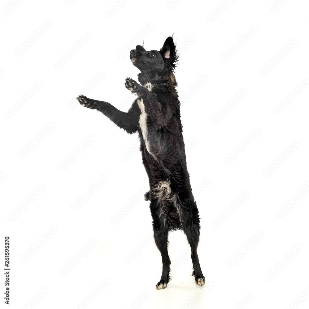 Studio shot of an adorable mixed breed dog standing on hind legs Studio shot of an adorable mixed breed dog standing on hind legs