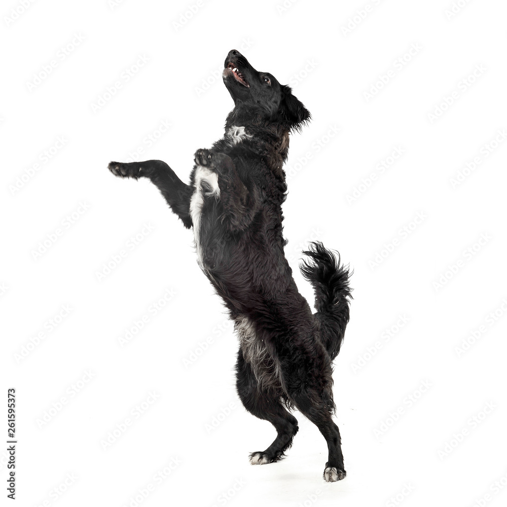 Studio shot of an adorable mixed breed dog standing on hind legs Studio shot of an adorable mixed breed dog standing on hind legs