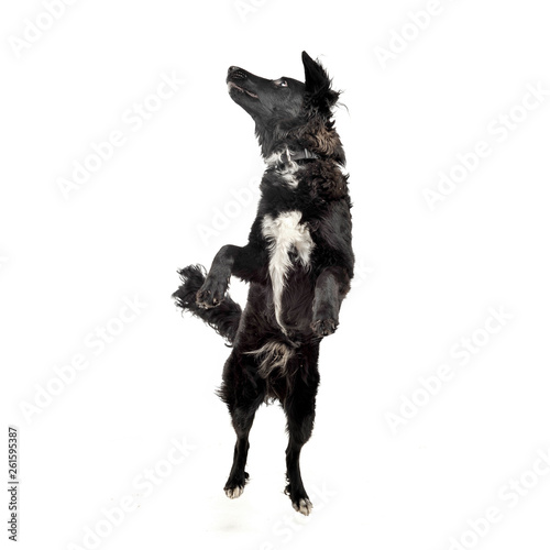 Studio shot of an adorable mixed breed dog standing on hind legs