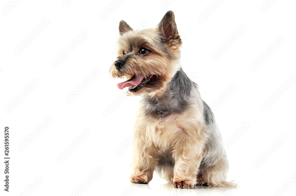 Studio shot of an adorable Yorkshire Terrier looking satisfied