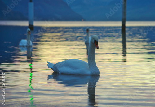 group of swans on lake