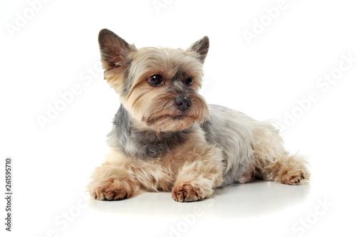 Studio shot of an adorable Yorkshire Terrier lying on white background