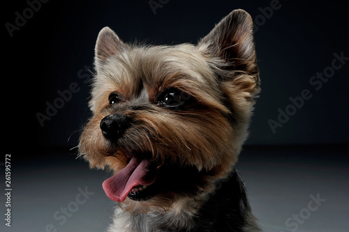 Portrait of an adorable Yorkshire Terrier looking satisfied