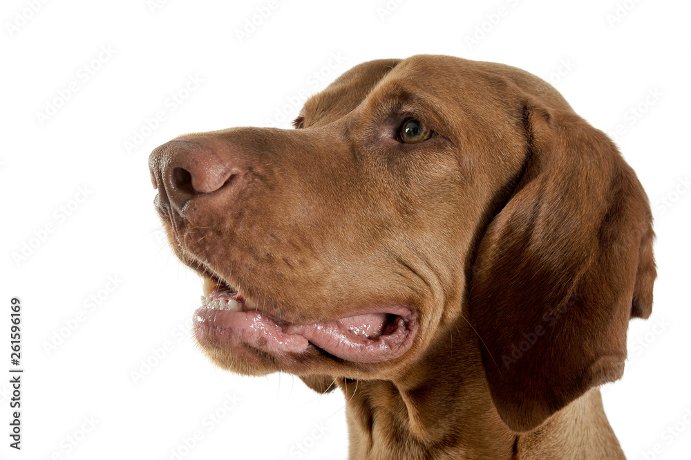 Portrait of an adorable magyar vizsla looking curiously