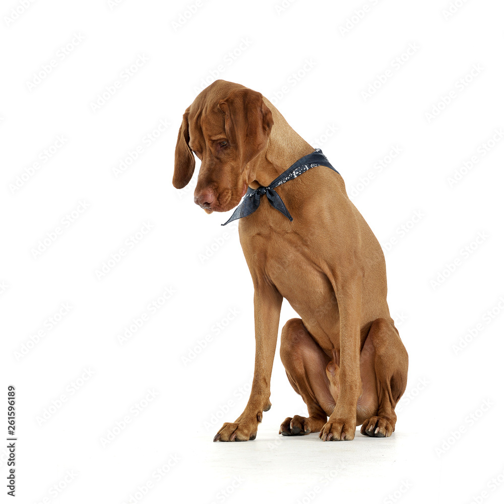 Studio shot of an adorable magyar vizsla with blue kerchief looking down sadly Studio shot of an adorable magyar vizsla with blue kerchief looking down sadly