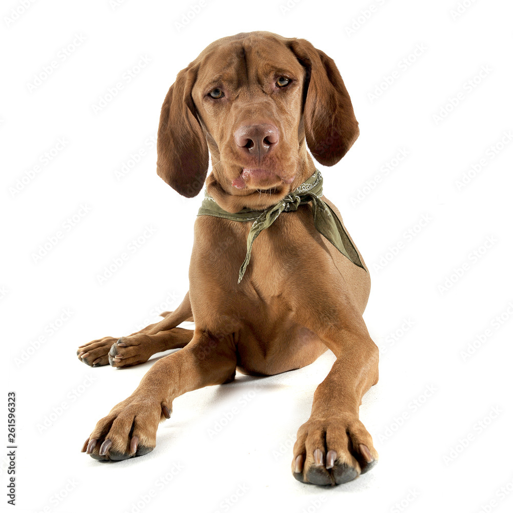 Studio shot of an adorable magyar vizsla with green kerchief looking curiously at the camera Studio shot of an adorable magyar vizsla with green kerchief looking curiously at the camera