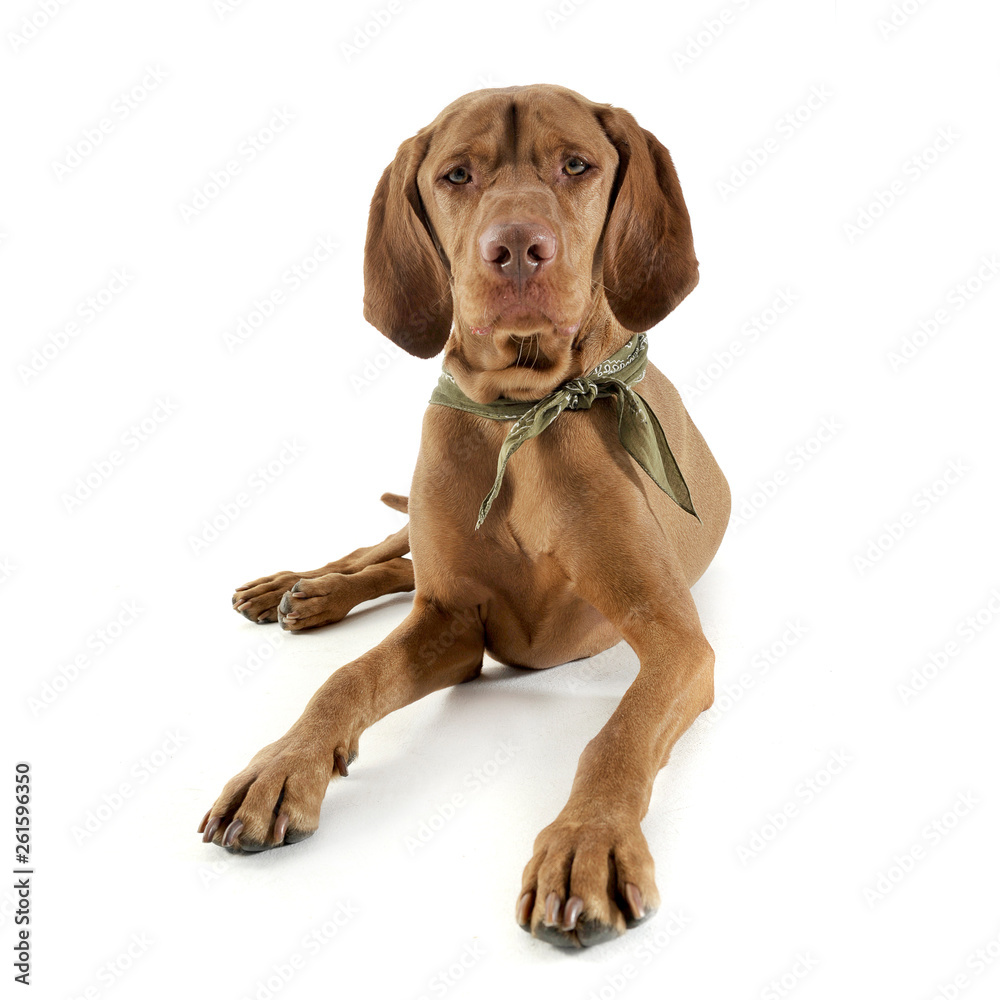 Studio shot of an adorable magyar vizsla with green kerchief looking curiously at the camera Studio shot of an adorable magyar vizsla with green kerchief looking curiously at the camera