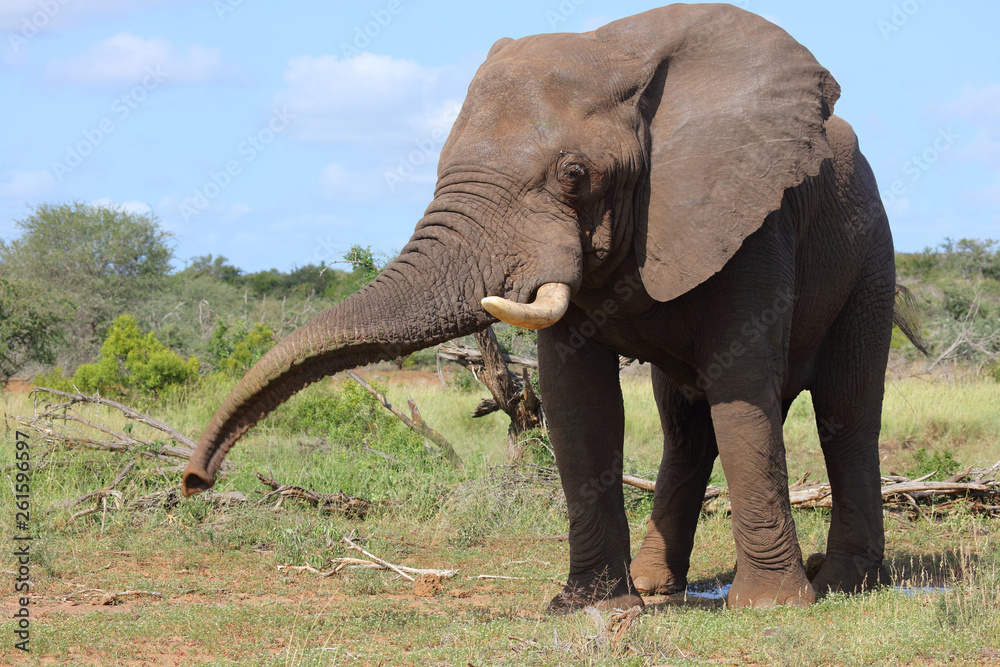 Obraz premium Afrikanischer Elefant / African elephant / Loxodonta africana