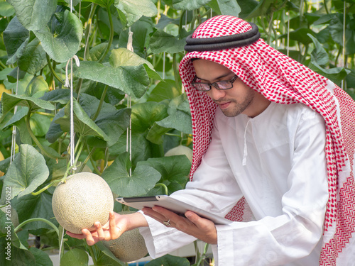 young arab man checking quality of his melon farm