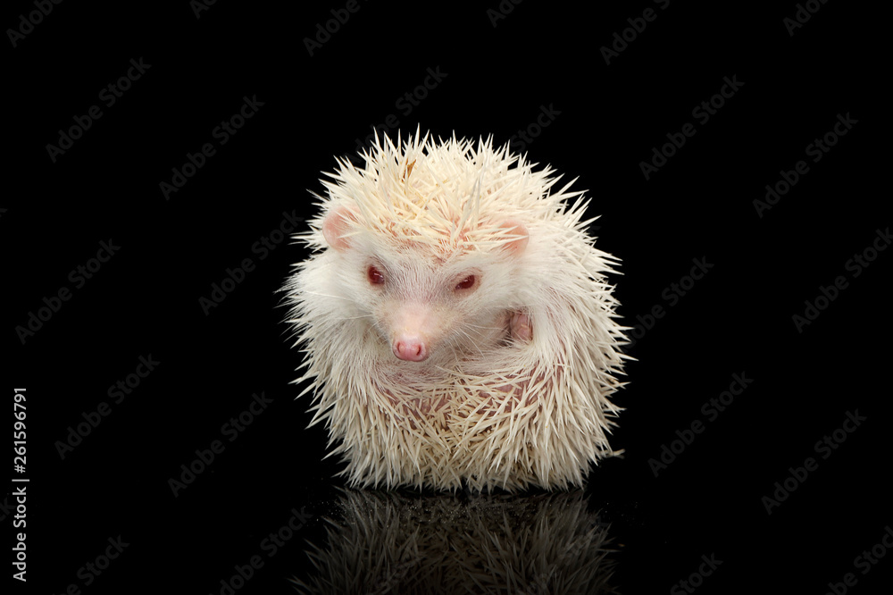 Obraz premium An adorable African white- bellied hedgehog looking at the camera