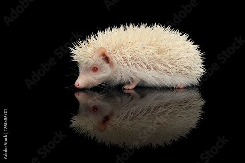 An adorable African white- bellied hedgehog standing on black background