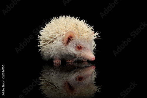 An adorable African white- bellied hedgehog standing on black background © kisscsanad
