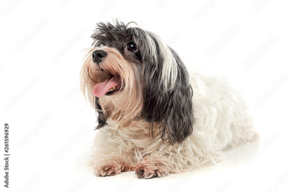 Studio shot of an adorable Havanese looking up curiously