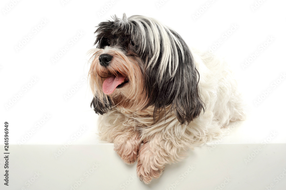 An adorable Havanese lying on white background