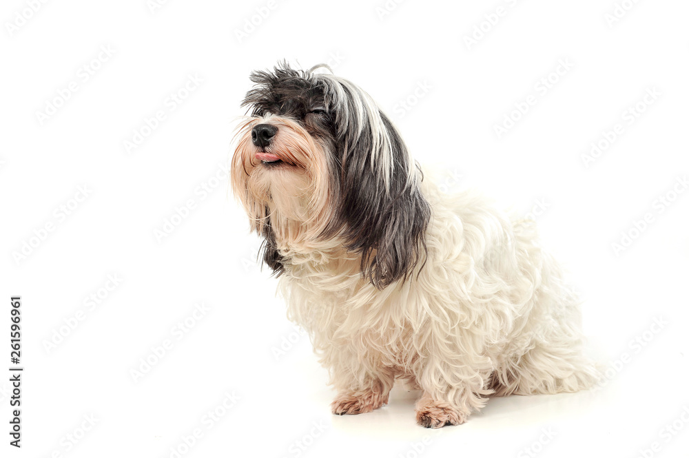 Studio shot of an adorable Havanese looking satisfied Studio shot of an adorable Havanese looking satisfied