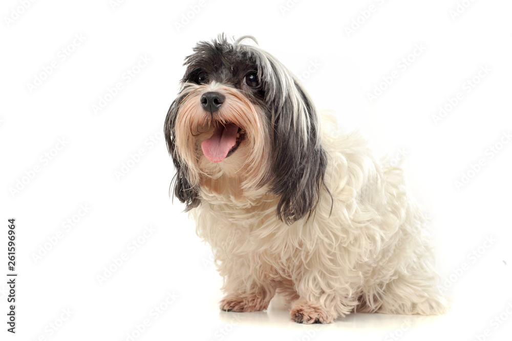 Studio shot of an adorable Havanese looking curiously at the camera Studio shot of an adorable Havanese looking curiously at the camera