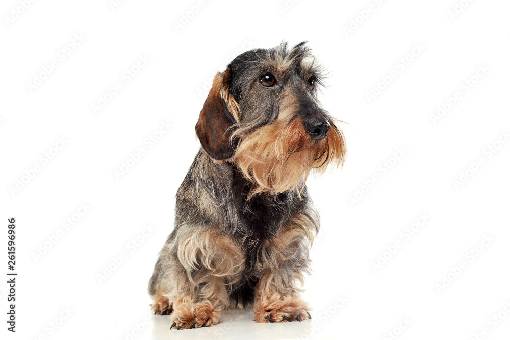An adorable wire-haired Dachshund sitting on white background