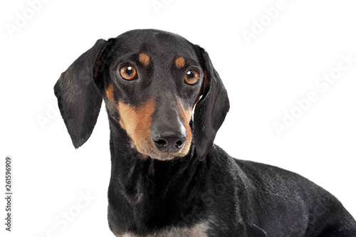 An adorable black and tan short haired Dachshund looking curiously at the camera © kisscsanad
