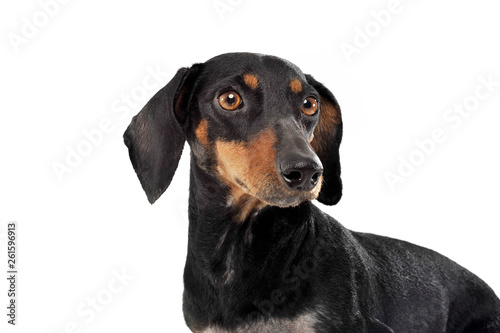 An adorable black and tan short haired Dachshund looking curiously © kisscsanad